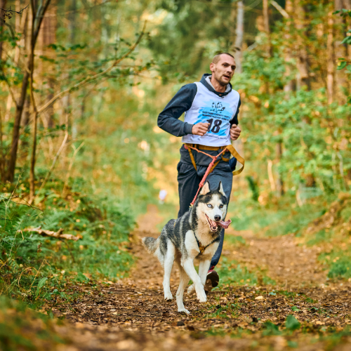 Canicross 500 x 500 px